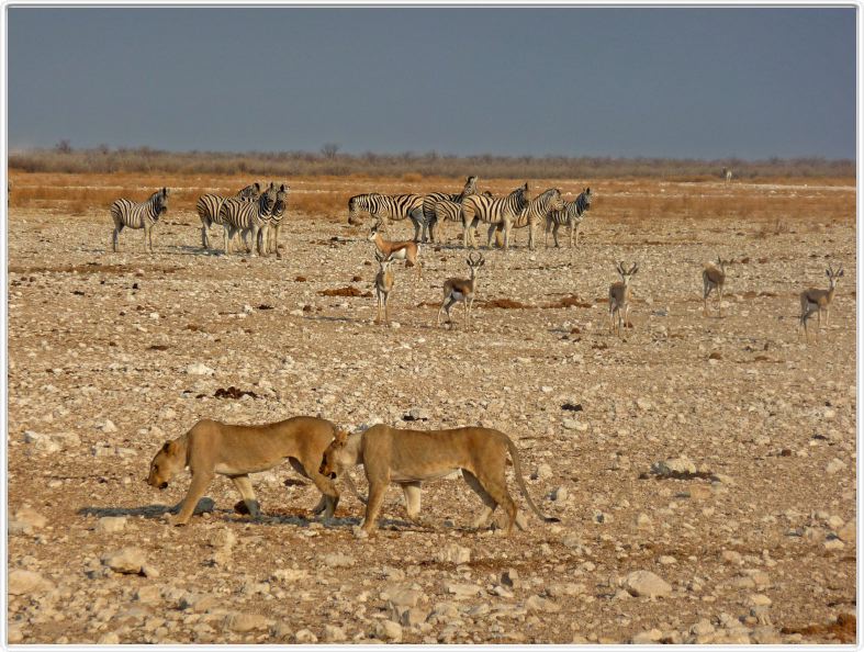 Parc Etosha
