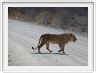 Parc Etosha