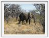 Parc Etosha