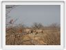 Parc Etosha