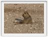 Parc Etosha
