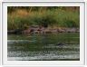 Hippopotames de la rivière Kavango