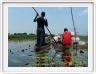 Delta de l'Okavango