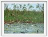 Delta de l'Okavango