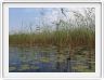 Delta de l'Okavango