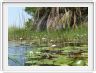 Delta de l'Okavango