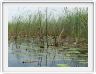 Delta de l'Okavango