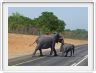 Apparemment priorité aux éléphants !