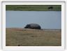Parc Chobe