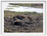 Parc Chobe