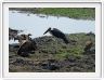 Parc Chobe