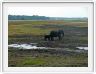 Parc Chobe