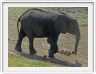Parc Chobe