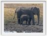 Parc Chobe