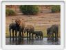 Parc Chobe