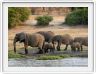 Parc Chobe