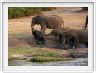 Parc Chobe