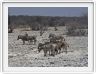 Parc Etosha