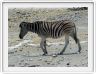 Parc Etosha