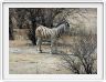 Parc Etosha