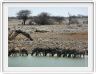 Parc Etosha