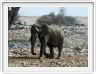 Parc Etosha