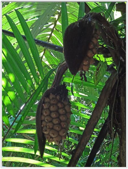 Région de La Fortuna (Costa Rica)