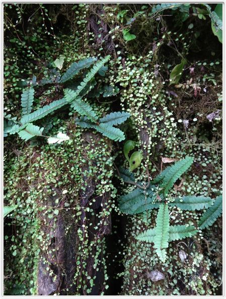 Région de La Fortuna (Costa Rica)