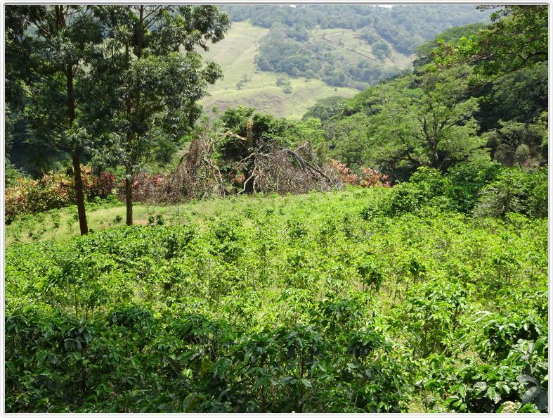 Excursion dans la réserve de Monteverde