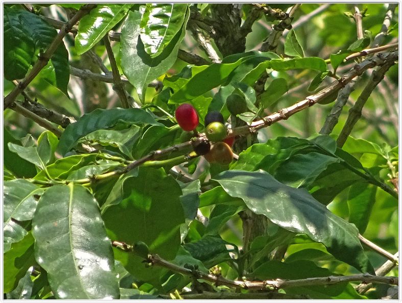 Excursion dans la réserve de Monteverde