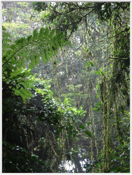 Excursion dans la réserve de Santa Elena (Forêt des nuages).