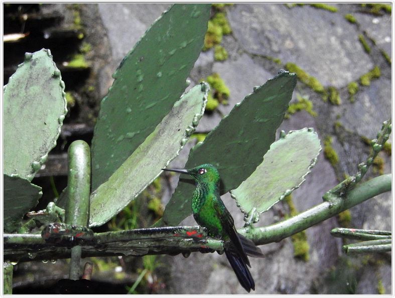 Santa Elena (Parc Selvatura)