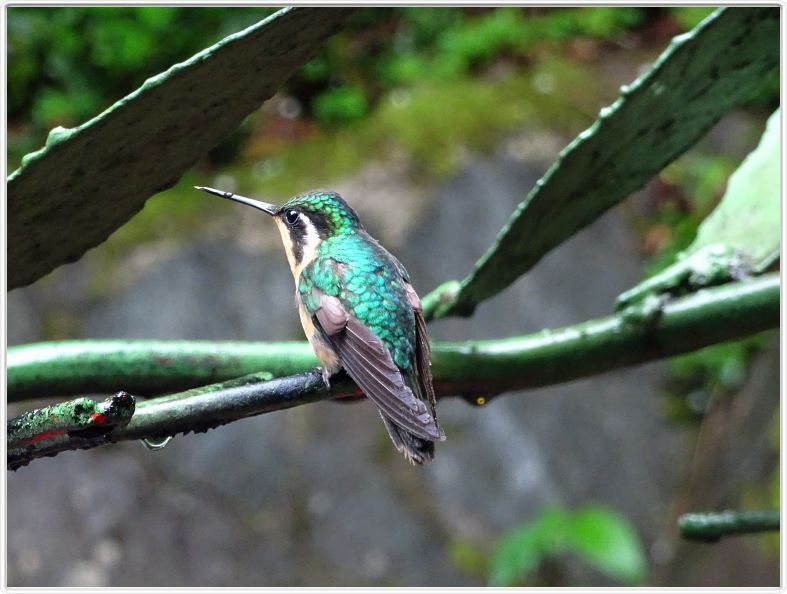 Santa Elena (Parc Selvatura)