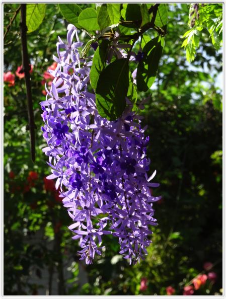 Catarina (Nicaragua)