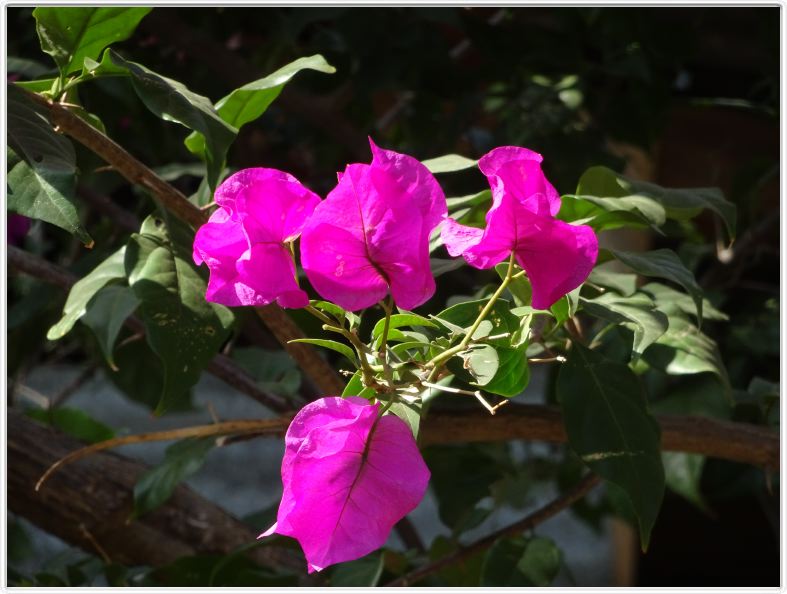 Catarina (Nicaragua)