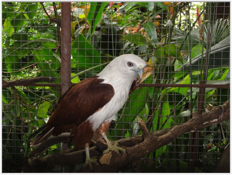 Jardin zoologique et botanique de Dumaguete