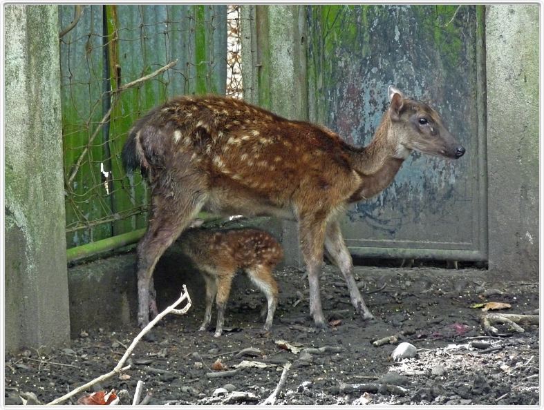 Jardin zoologique et botanique de Dumaguete