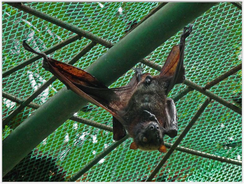 Jardin zoologique et botanique de Dumaguete