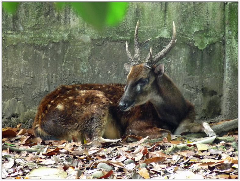 Jardin zoologique et botanique de Dumaguete