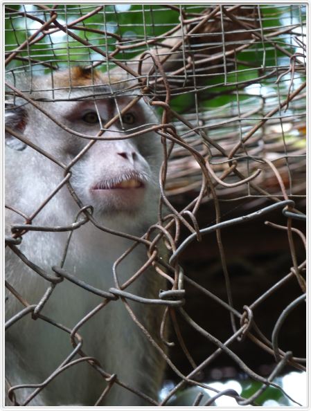 Jardin zoologique et botanique de Dumaguete