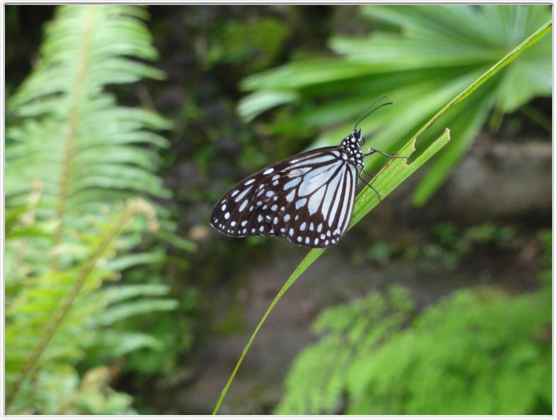 Jardin des papillons à Bilar (Ile de Bohol)