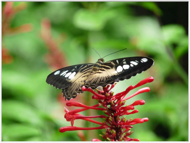 Jardin des papillons à Bilar (Ile de Bohol)