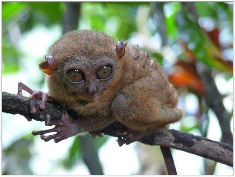 Tarsier (Kinoguitan, île de Bohol)