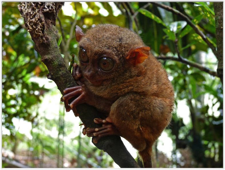 Tarsier (Kinoguitan, île de Bohol)