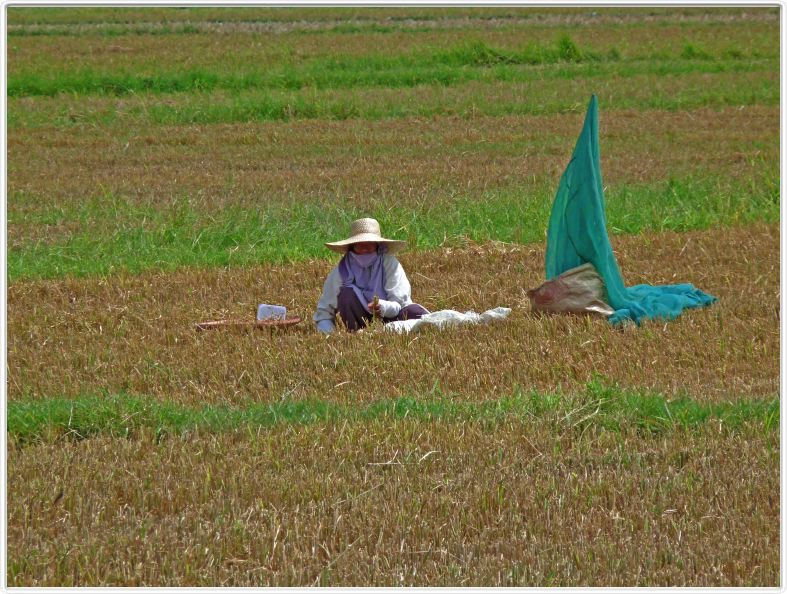 En route pour Banaue par les plaines du Luzon Central