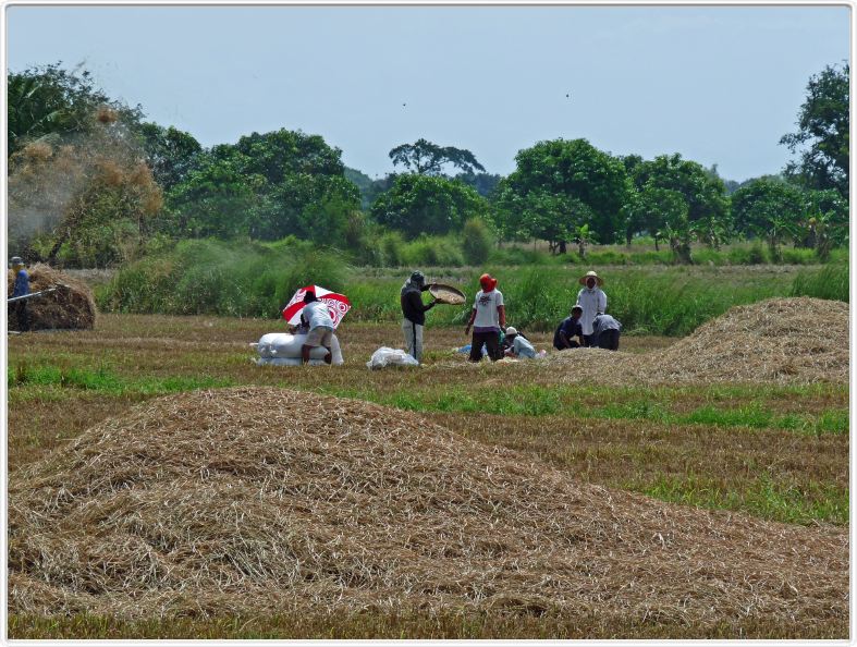 En route pour Banaue par les plaines du Luzon Central
