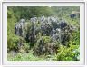 Ancien cimetière de Sagada