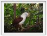 Jardin zoologique et botanique de Dumaguete