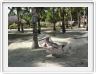 Parc de l'hôtel Bohol Beach Club (Pangalo Island)