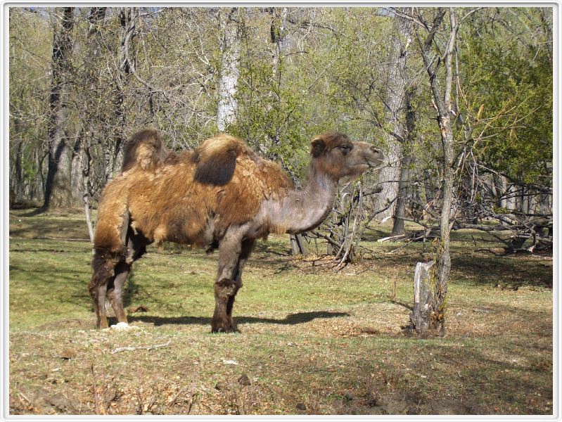 Chameau qui regarde passer les 4x4